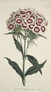 Bearded Pink, from The Botanical Magazine or Flower Garden Displayed, pub. 1792 (hand coloured engraving) by English School